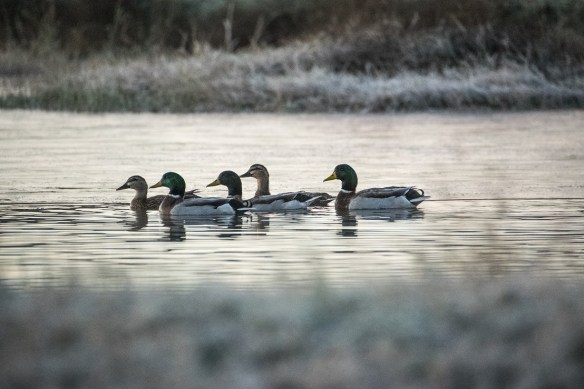Ducks at Dawn (5)