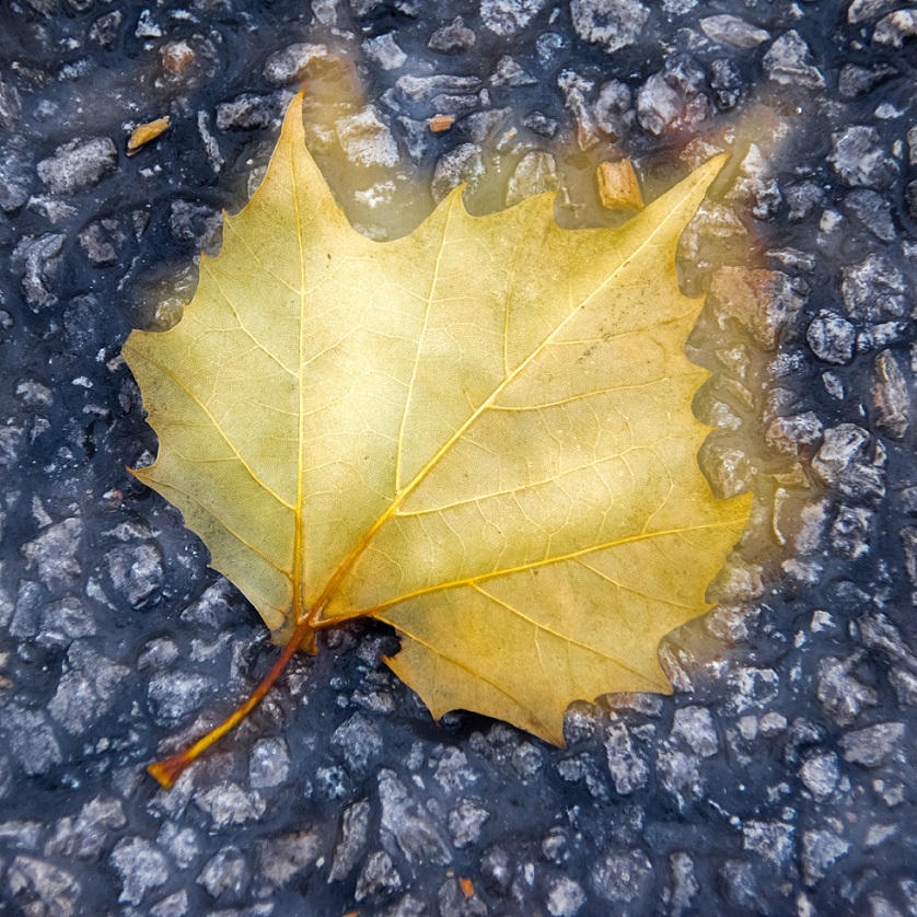 TreshaBarger-OutOfFocus-2018-wk02