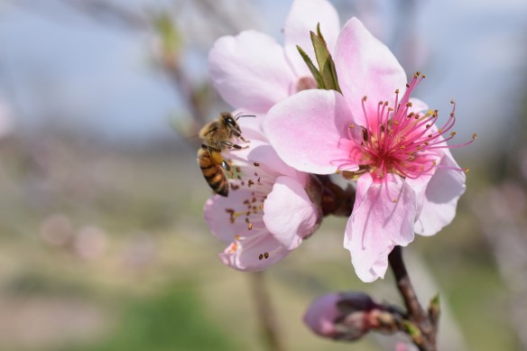 00s Peach Blossoms (1)