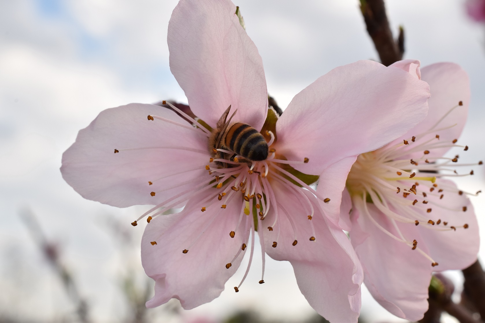 00s Peach Blossoms (2)