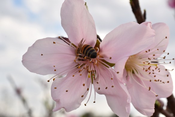 00s Peach Blossoms (2)