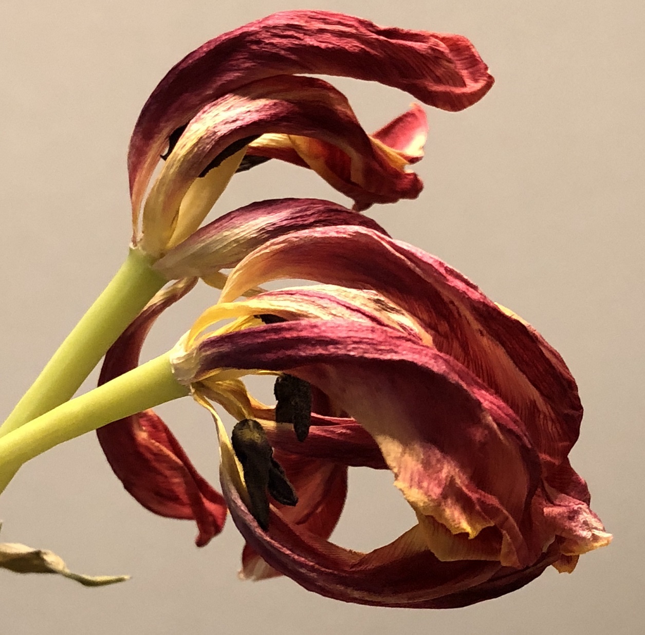 00s Tulip Fading (2)