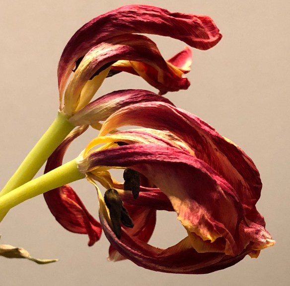 00s Tulip Fading (2)