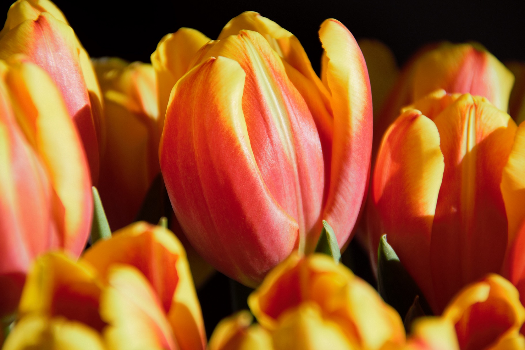 00s Tulips 2018 01(7)
