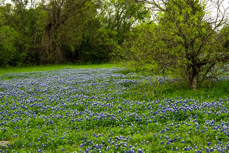 Bluebonnet Blanket