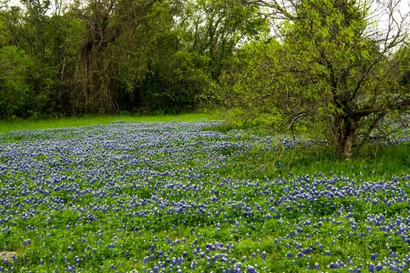 Bluebonnet Blanket
