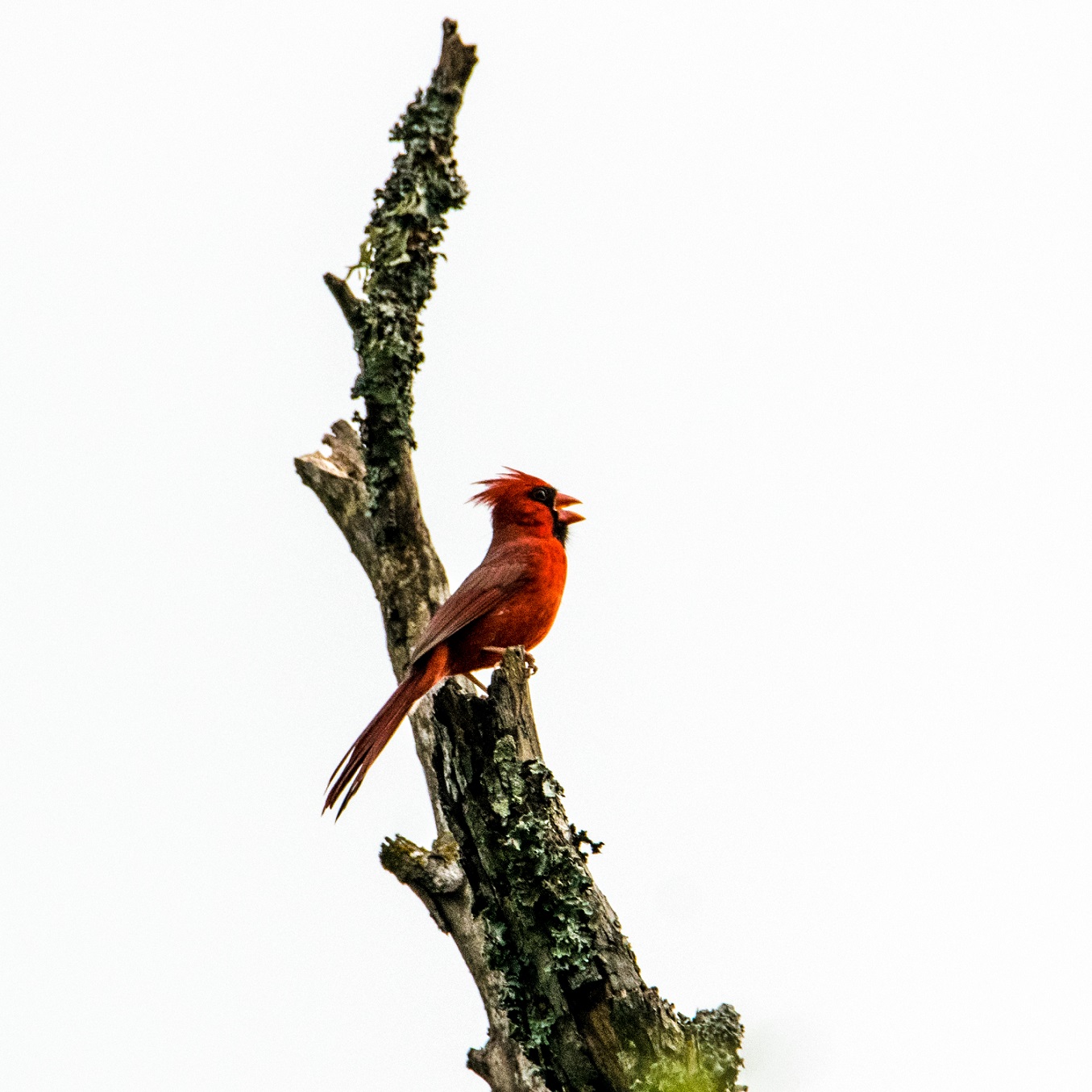 Cardinal 1 (13)