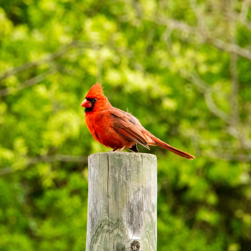 Cardinal 2 (5)