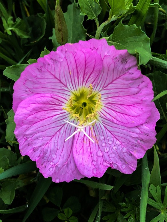 Evening Primrose (2)