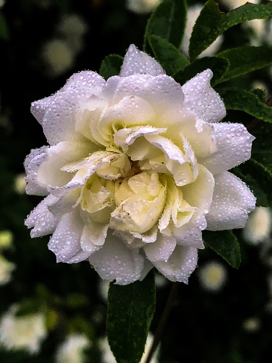 Lady Banks White (2)