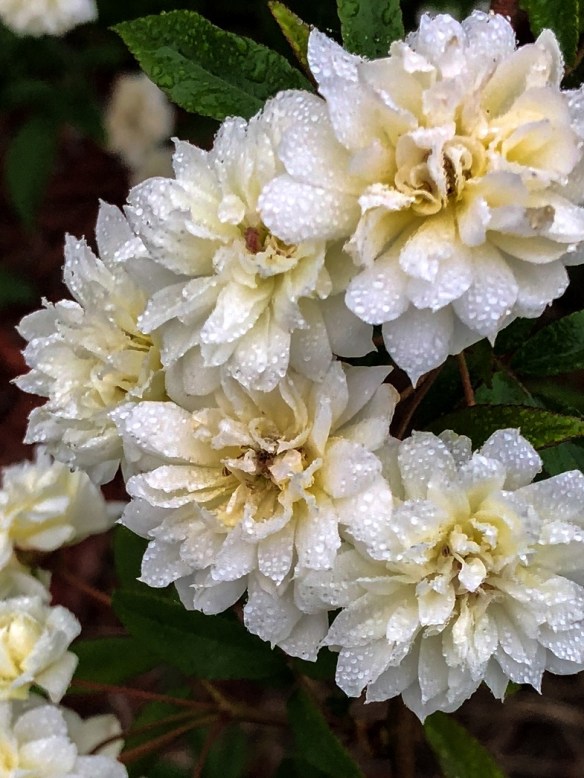 Lady Banks White (3)