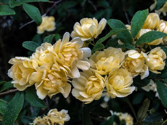 Lady Banks Yellow (2)