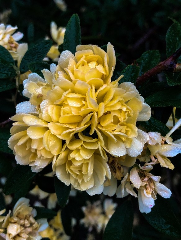 Lady Banks Yellow (3)