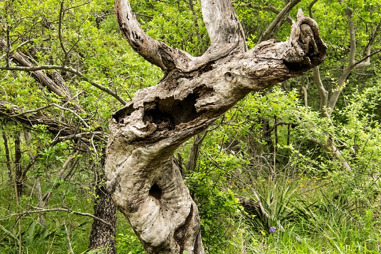 Tree Twisted (3)