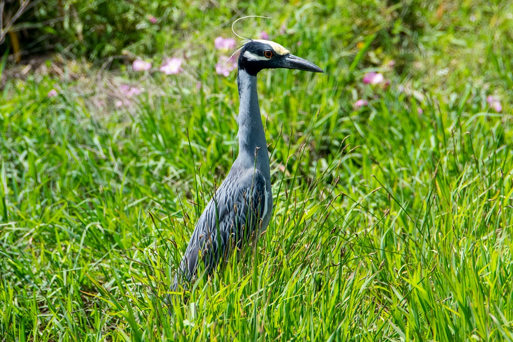 Yellow-crowned Night Heron (4)