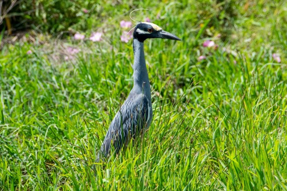 Yellow-crowned Night Heron (4)