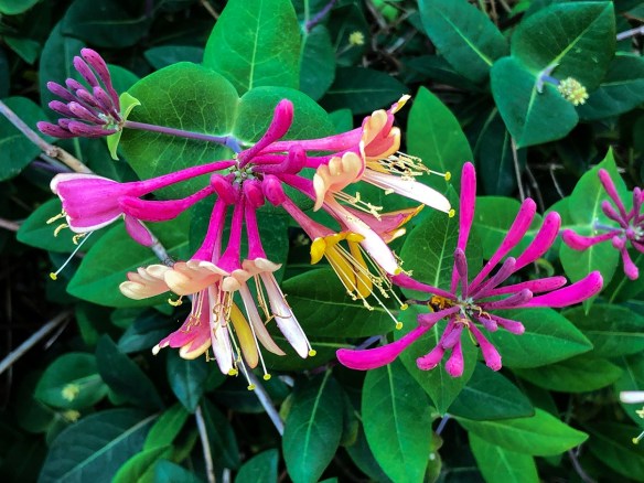 Honeysuckle (2)