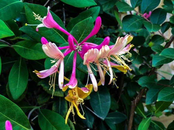 Honeysuckle