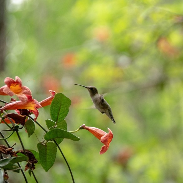 Hummingbirds (5)