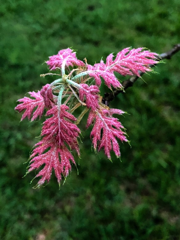 00s Pin Oak Leaves new-2