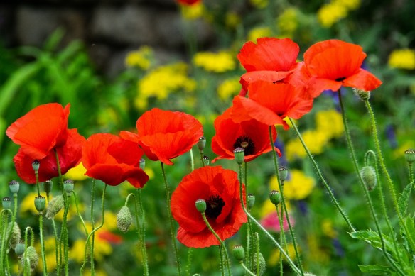 Poppies (5)