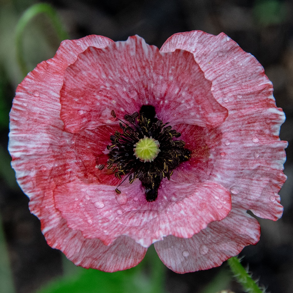 Poppy Pink