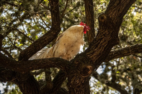 Rooster in a tree (2)