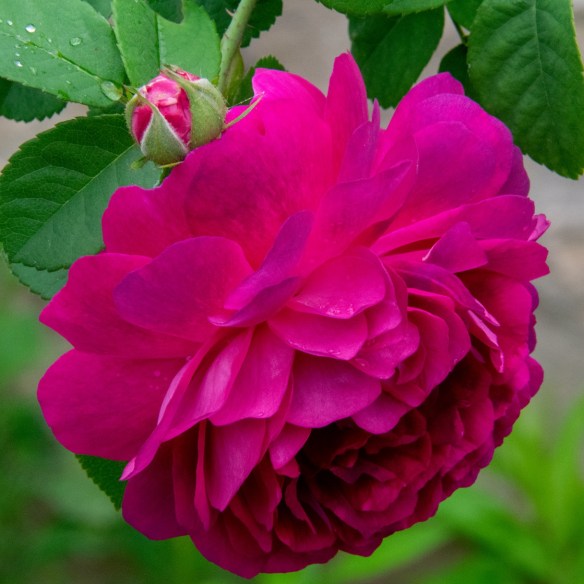 Rose Dark Pink