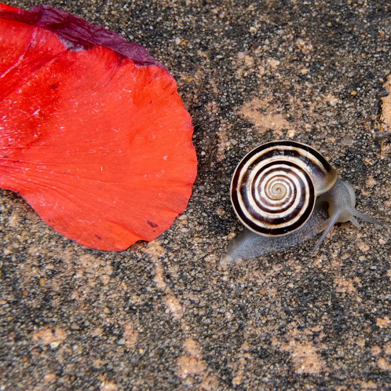 Snail and poppy petal