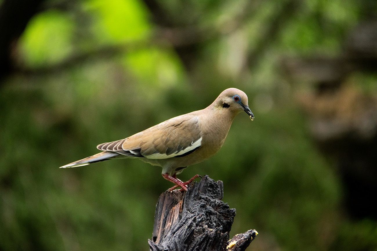 White wing dove (2)