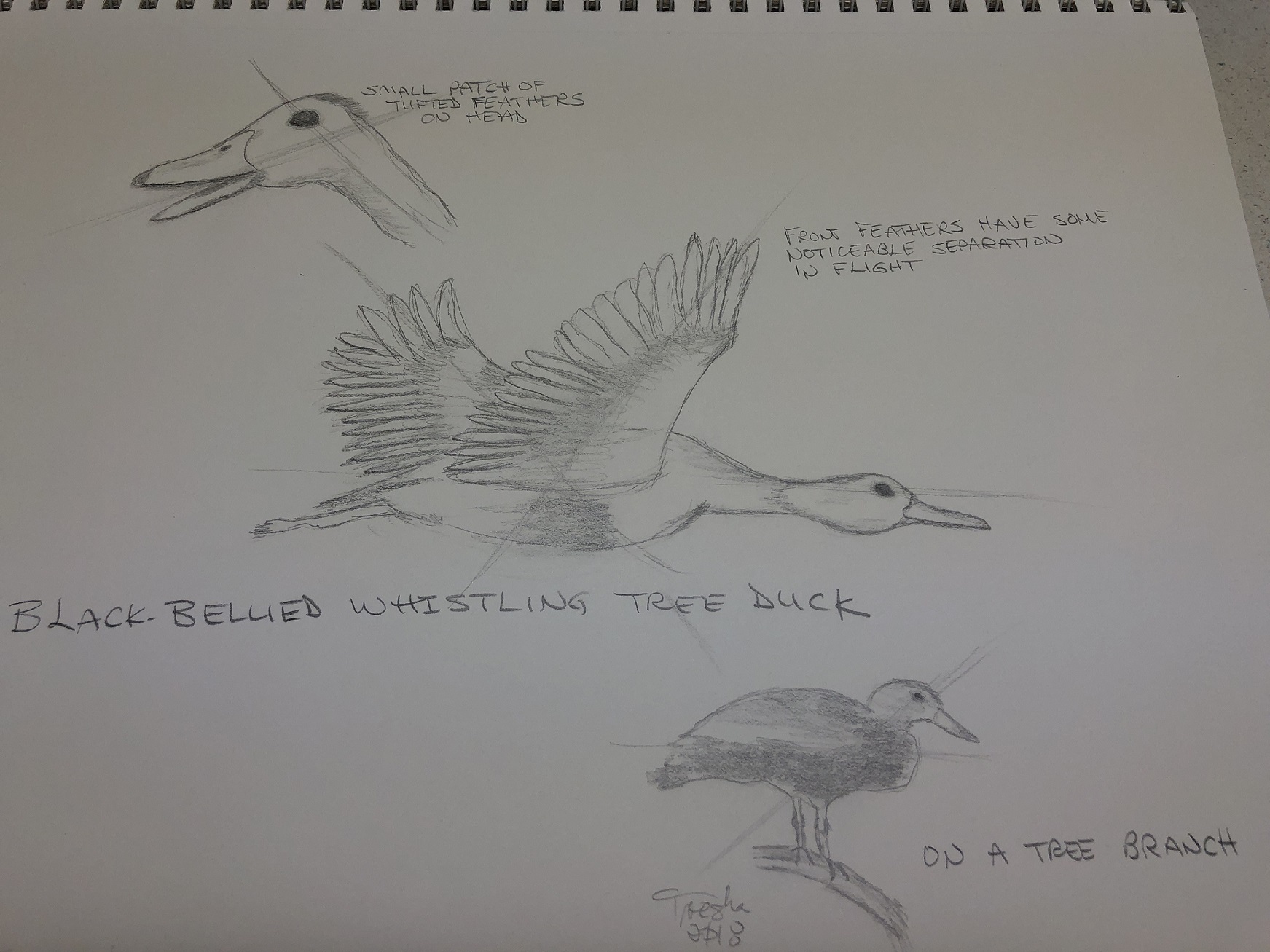 Black-bellied whistling tree duck