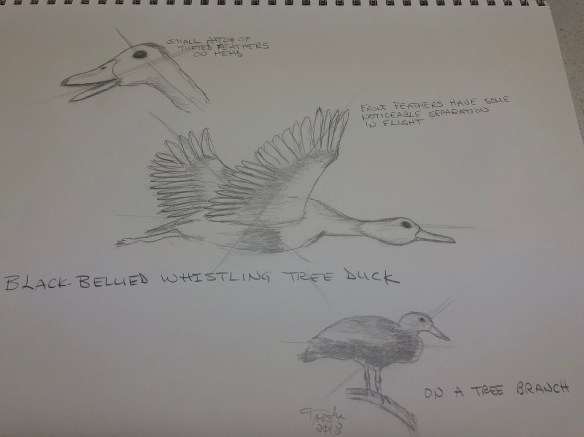 Black-bellied whistling tree duck