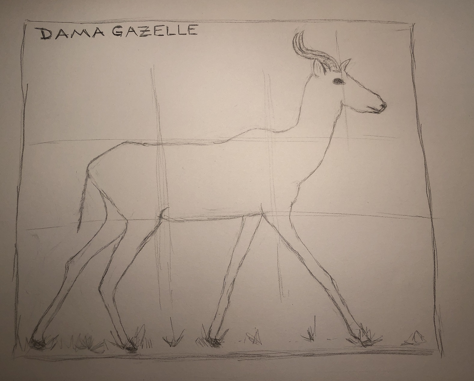 Dama Gazelle, from Africa