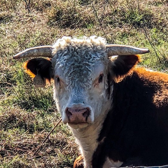 Hereford on Graef (6)