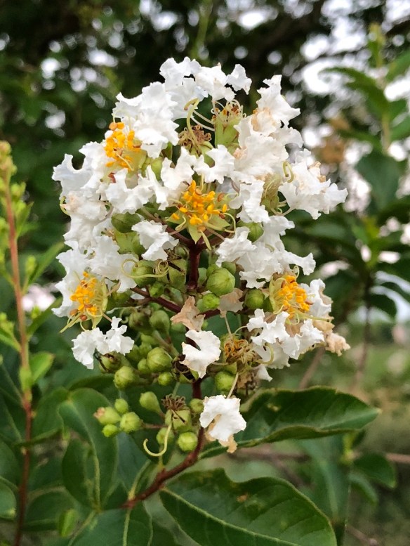 00s iPhone May 2018 (11)