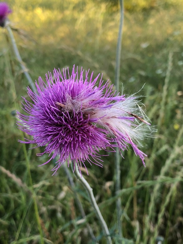 00s iPhone May 2018 (2)