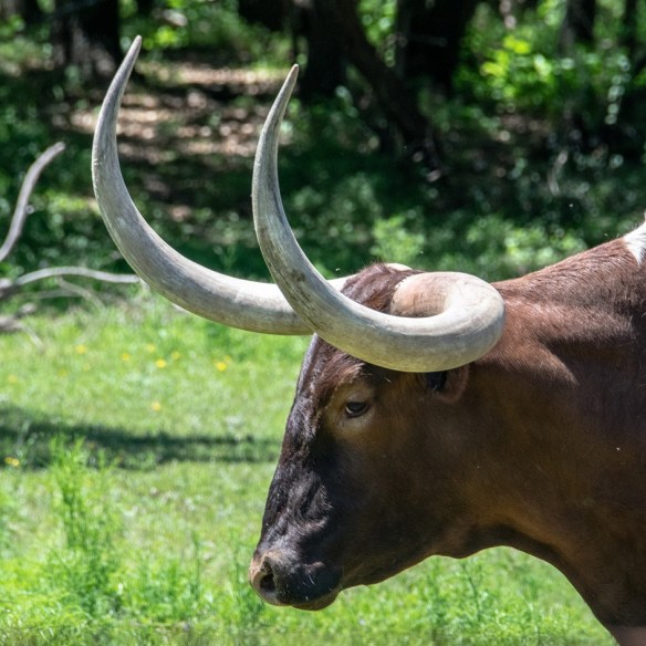 Hereford on Graef (6)