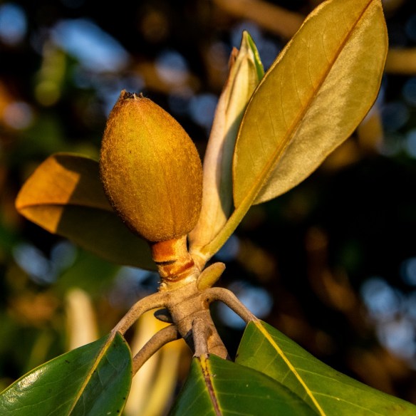 Magnolia blossoms (5)