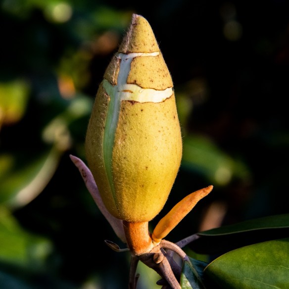 Magnolia blossoms (8)