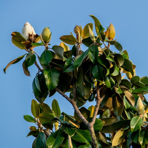 Magnolia blossoms (9)