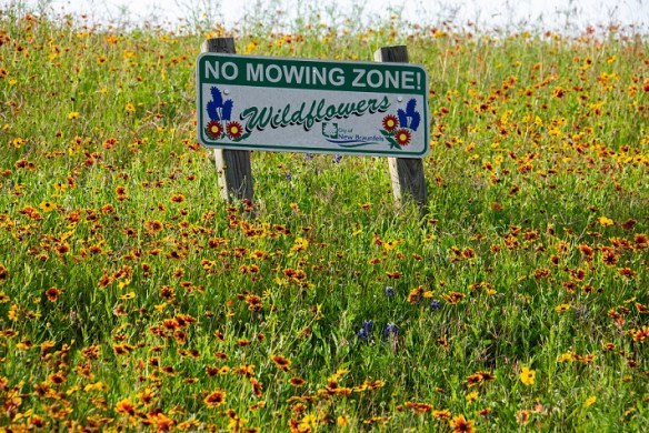 Wildflowers on a hill