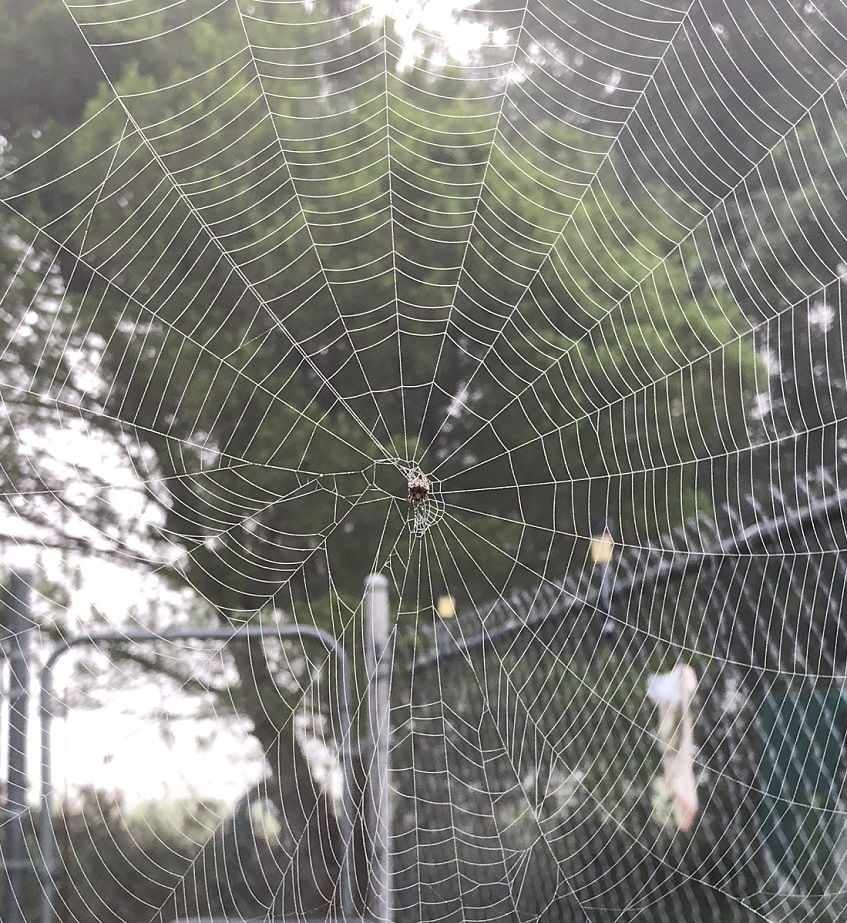 00s Spider Webs 2018 05 (1)