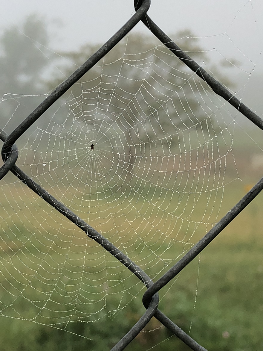 00s Spider Webs 2018 05 (3)