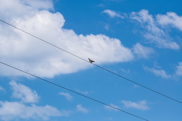 White Wing Dove on Wire