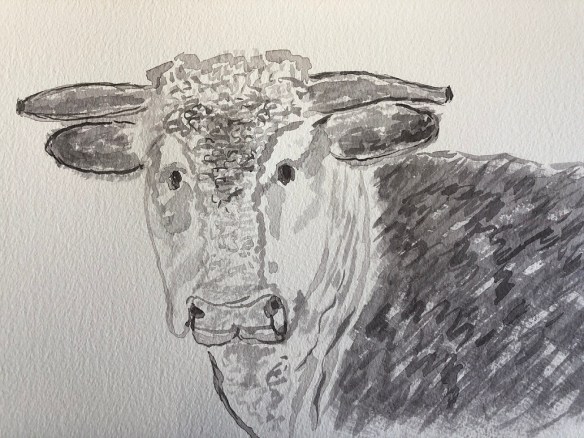 00s 07 Hereford Cow
