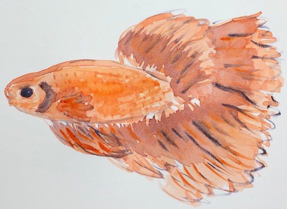 00s 22 Siamese Fighting Fish