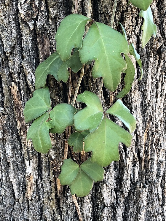 00s Magnolia Pearl (11)