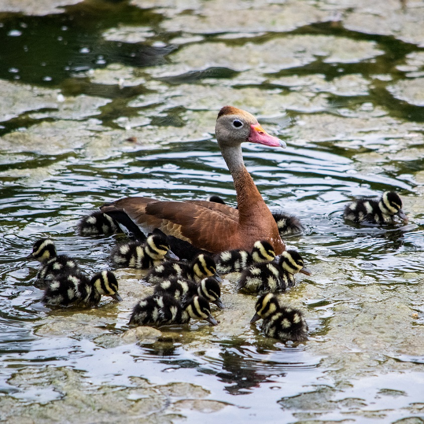 Black-bellied whistling tree ducks, parent and chicks