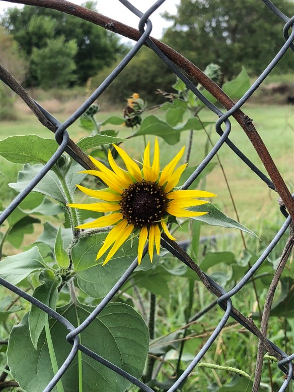 Sunflower on a fence
