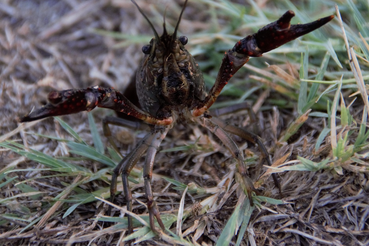 00s Crawfish alert (3)